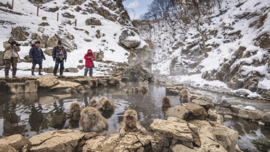 From Tokyo: Private Tour Snow Monkey Park & Zenko-ji Temple - Jigokudani Monkey Park: the day’s main event