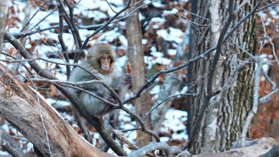 From Tokyo: Private Tour Snow Monkey Park & Zenko-ji Temple - Zenko-ji Temple brings a calmer change of pace