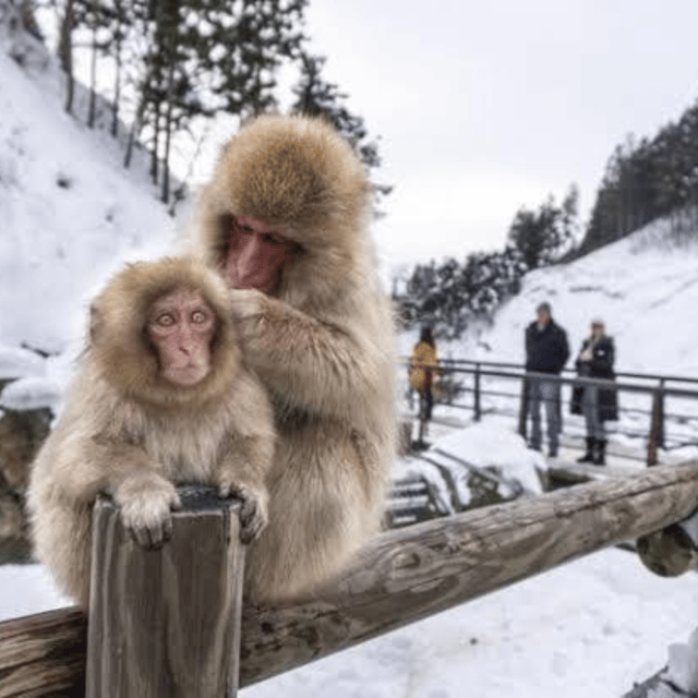 From Tokyo: Private Tour Snow Monkey Park & Zenko-ji Temple - Shibu Onsen offers old-fashioned atmosphere
