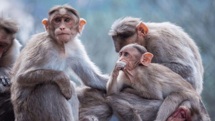From Tokyo: Private Tour Snow Monkey Park & Zenko-ji Temple - Custom planning is useful, but set priorities early