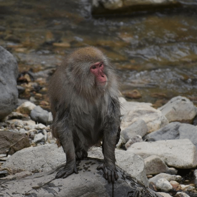 From Tokyo: Snow Monkey Park & Zenko-ji Temple Private Tour - Who gets the best value from this tour?
