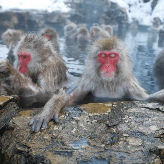 From Tokyo: Snow Monkey Park & Zenko-ji Temple Private Tour - The real appeal: Nagano without changing trains