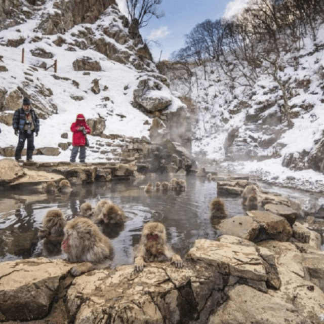 From Tokyo: Snow Monkey Park & Zenko-ji Temple Private Tour - Jigokudani Monkey Park: the reason most people book