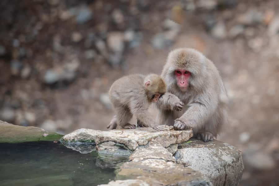 From Tokyo: Snow Monkeys and Zenkoji Temple Day Trip - Zenkoji Temple and the road toward enlightenment