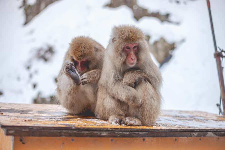 From Tokyo: Snow Monkeys and Zenkoji Temple Day Trip - What the $515 group price really buys
