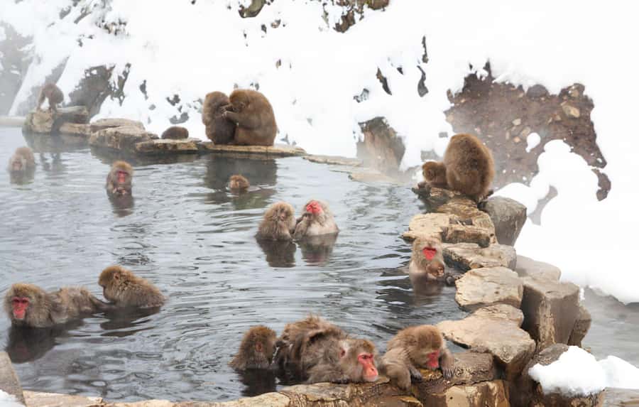 From Tokyo: Snow Monkeys and Zenkoji Temple Day Trip - The four-hour ride from Tokyo to Nagano