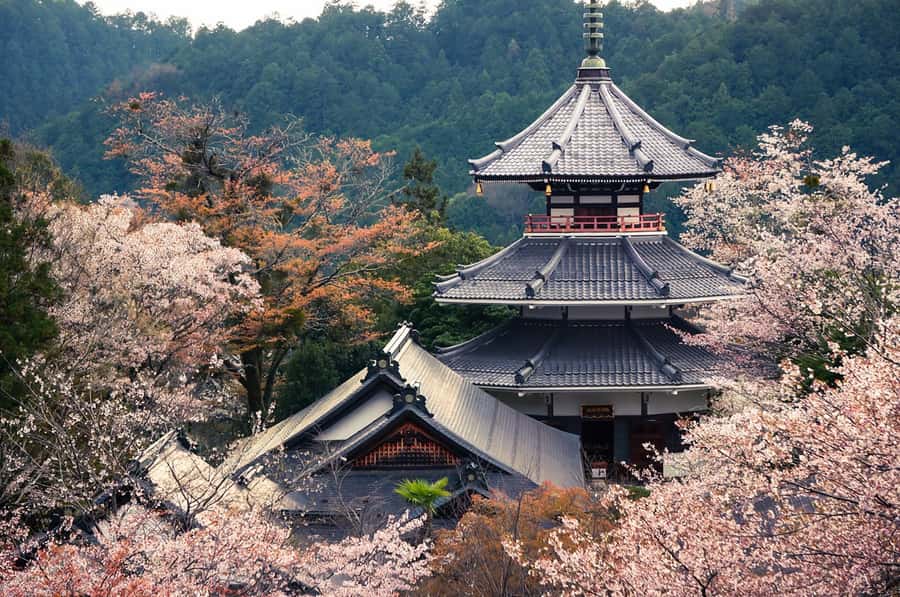 Fukuoka: Beppu Hells HotSpring, Frog Temple & Yufuin DayTrip - Five things to know before you go