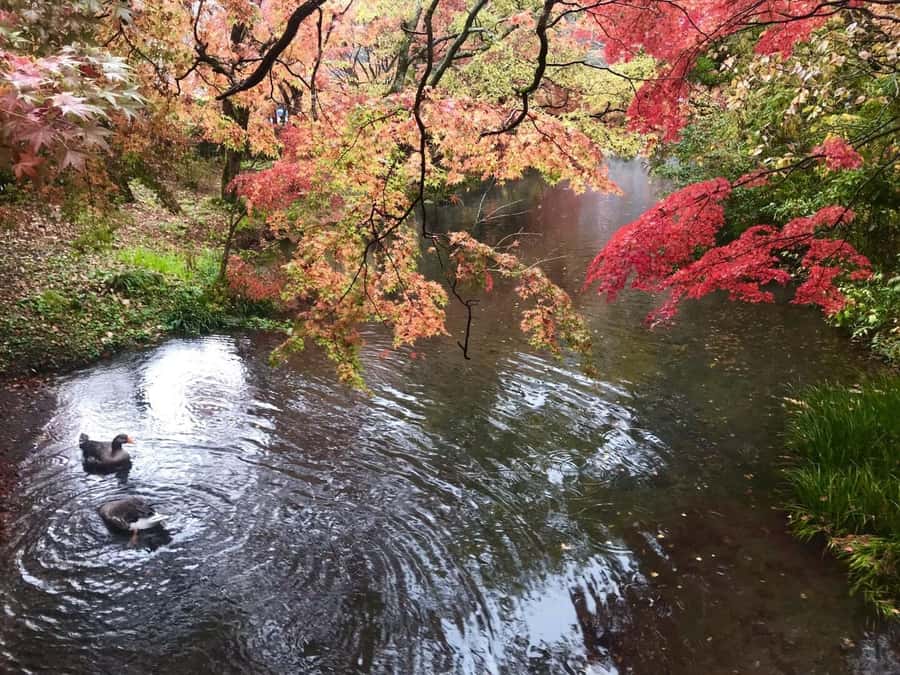 Fukuoka: Beppu Hells HotSpring, Frog Temple & Yufuin DayTrip - Is $96 a fair price?