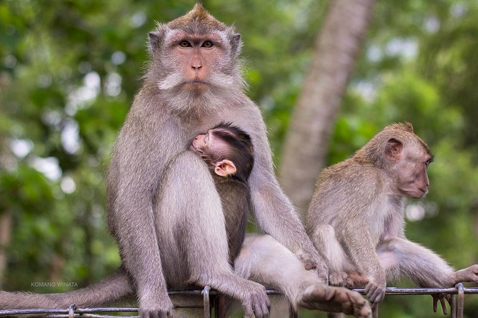 Gorilla Cave ATV Bali Ubud, Monkey Forest, Temple, and Lunch - How the Guides Affect the Day