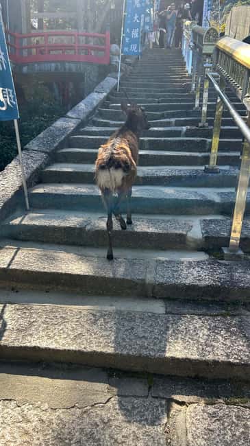 Hiroshima & Miyajima 6.5h Guided Tour – Dome, Park & Shrine - What the guide adds to the day