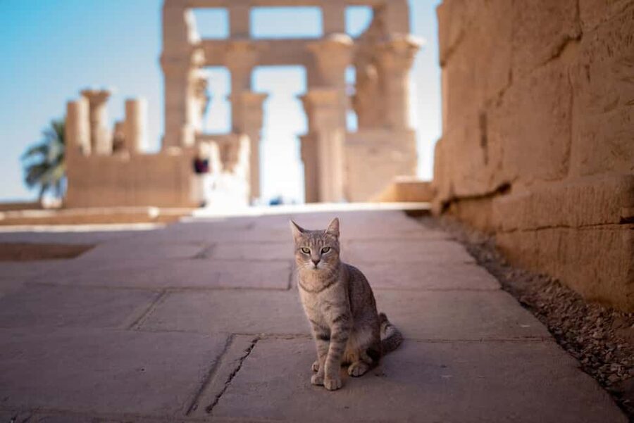 Hurghada: Luxor, Karnak Temple & Valley of the Kings - The early road from Hurghada to Luxor
