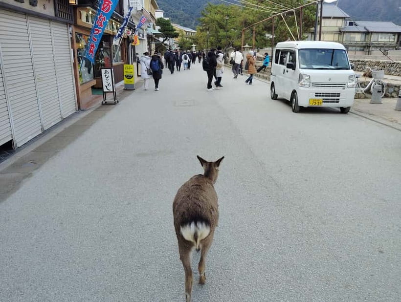 Itsukushima Shrine: Guided Tour with a Local - Practical Details That Matter