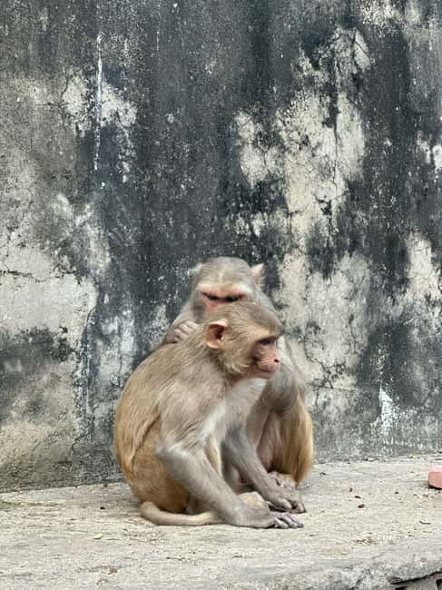 Jaipur: Monkey Temple and Sun Temple Guided Tour - The drive through eastern Jaipur