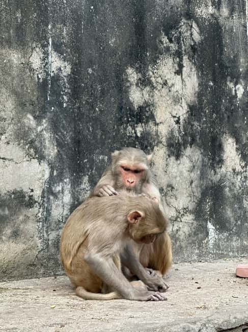 Jaipur: Monkey Temple and Sun Temple Guided Tour - Entering Galta Ji and its sacred water