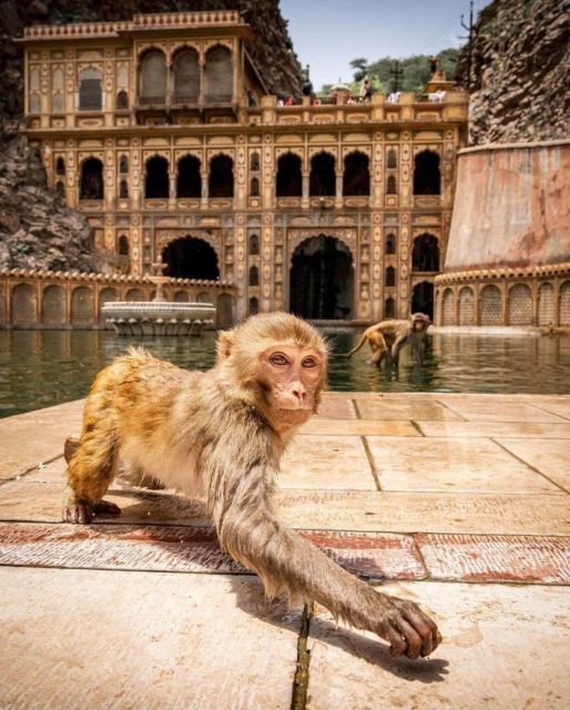 Jaipur sightseeing tour with monkey temple (Galta ji temple) - Key points to know before booking
