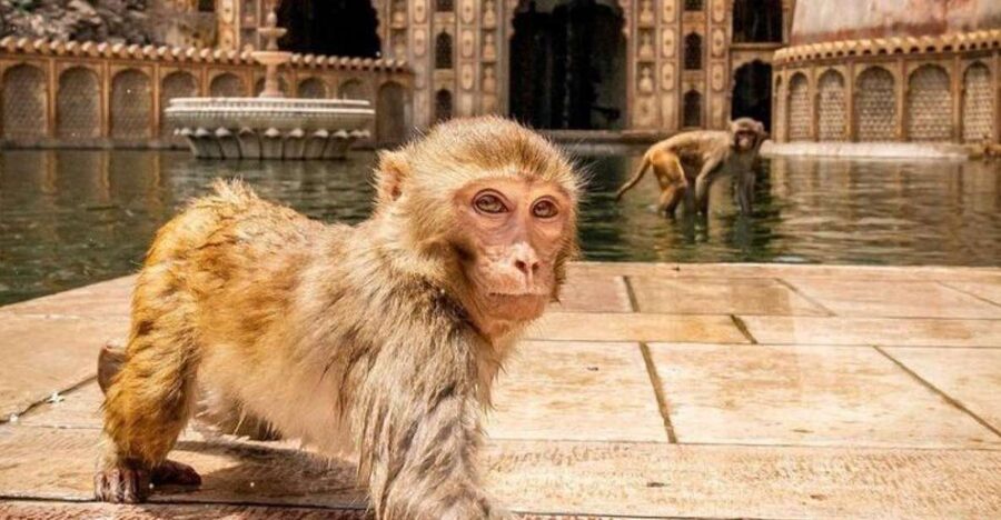 Jaipur sightseeing tour with monkey temple (Galta ji temple) - Panna Meena ka Kund adds a geometric pause