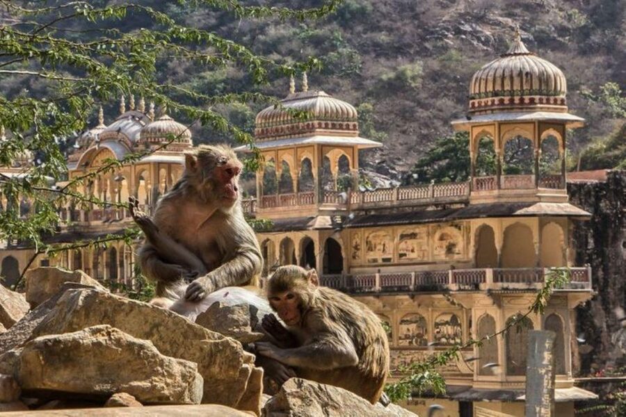 Jaipur sightseeing tour with monkey temple (Galta ji temple) - Galta Ji is the tour’s most memorable change of mood
