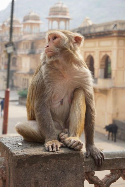 Jaipur sightseeing tour with monkey temple (Galta ji temple) - Hathi Gaon gives the schedule a breather