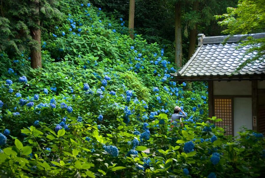 Kamakura: Great Buddha, Hase Temple, & Komachi Street Tour - The Tokyo pickup and train ride to Kamakura
