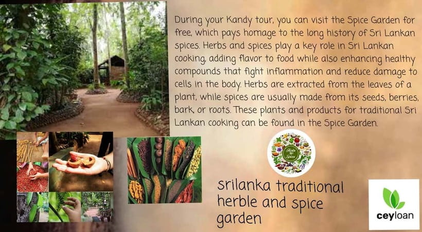 Kandy: City Tour with Temple of the Tooth & Tea Garden - Tea garden tasting in Sri Lanka’s Central Province