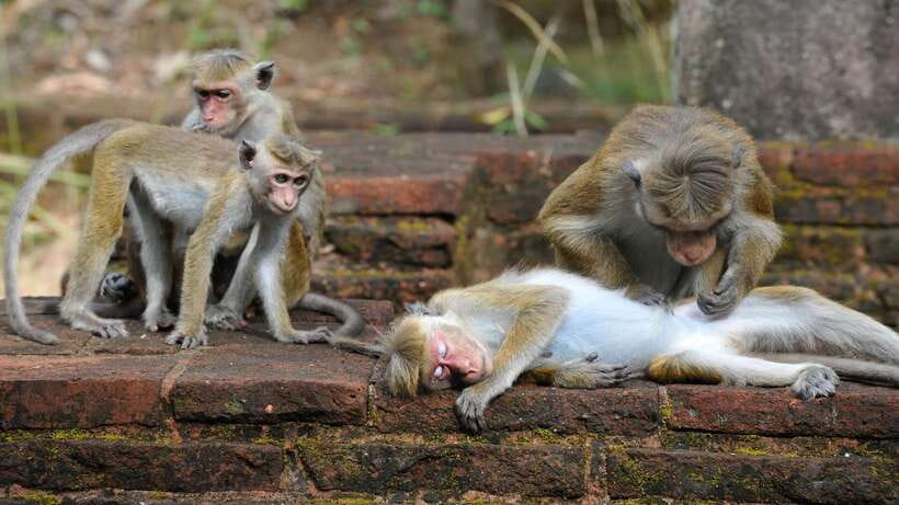 Kandy: Sigiriya Fortress & Cave Temple Full Day Private Tour - The real price: $117 before extras