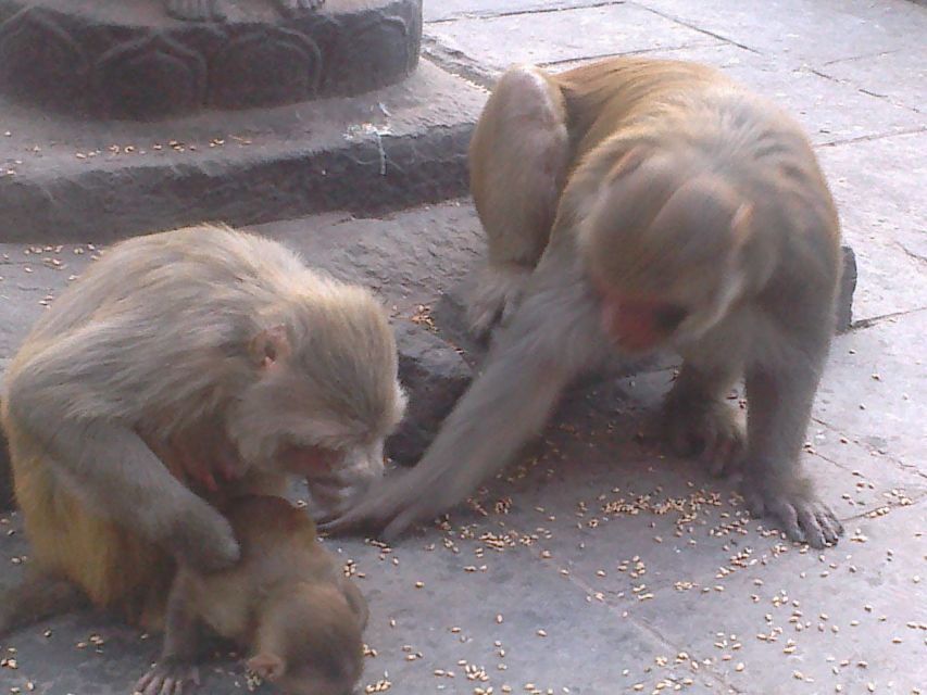 Kathmandu: Monkey Temple and Chandragiri Cable Car Ride Tour - Who should book this experience?