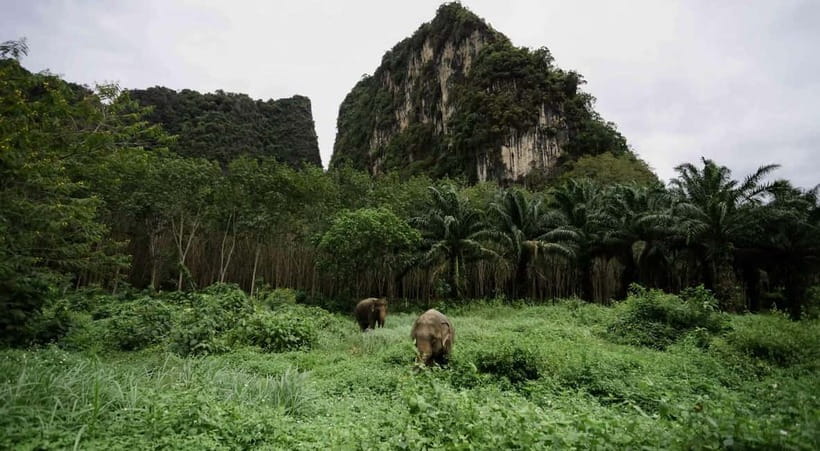 Krabi: Ethical Elephant Sanctuary & Tiger Cave Temple Tour - Key points to know before booking