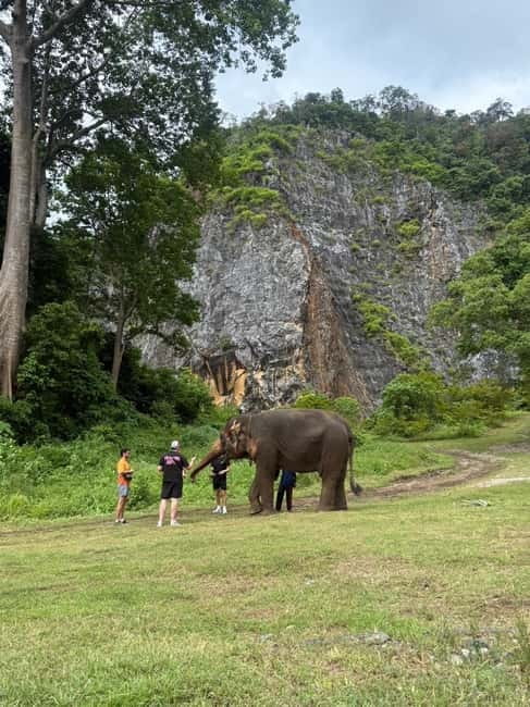 Krabi: Ethical Elephant Sanctuary & Tiger Cave Temple Tour - Feeding elephants at a no-riding sanctuary