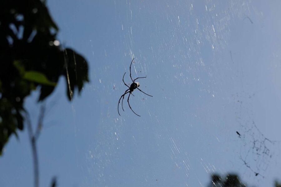Krabi Outback Explorer with Visit of Tiger Cave Temple - Swimming at the Emerald Pool