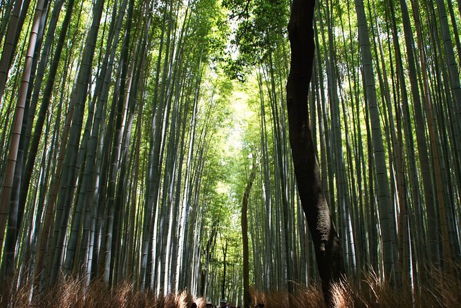Kyoto: Arashiyama Bamboo Forest, Monkeys, Matcha & Temple Tour - Crossing Togetsukyo Bridge