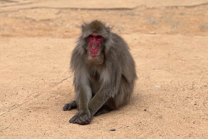 Kyoto: Arashiyama Bamboo Forest, Monkeys, Matcha & Temple Tour - Guides, group size, and the walking pace
