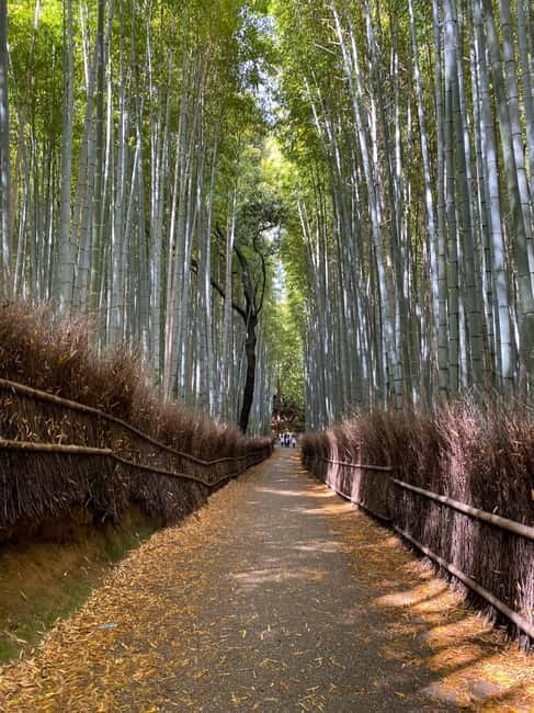 Kyoto: Arashiyama Guided Tour, Bamboo, Monkey, Zen Temple - The climb to Iwatayama Monkey Park