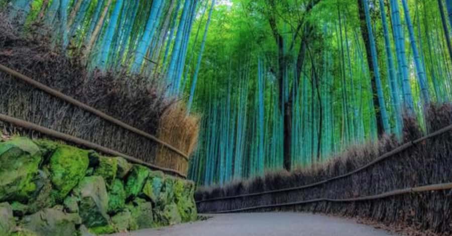 Kyoto: Arashiyama Unveiled Bamboo, Temple, Matcha, & Monkeys - Tenryu-ji Temple: A Quiet Opening
