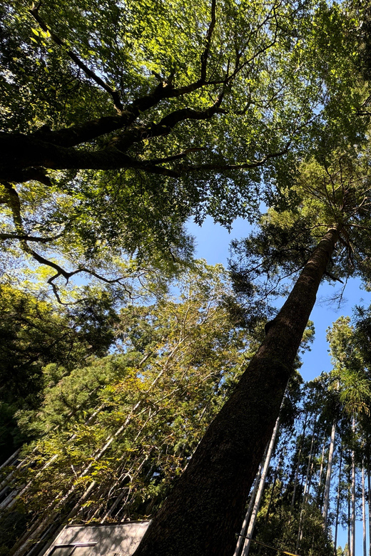 Kyoto: Kifune Shrine and the Sacred Kifune Valley Day Trip - Why Kifune makes a fine break from central Kyoto