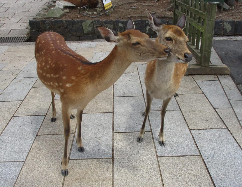 KYOTO-NARA: Giant Buddha Deer Pagoda "Geisya" (Italian, full day) - Gion-kobu and the world of Maiko and Geiko