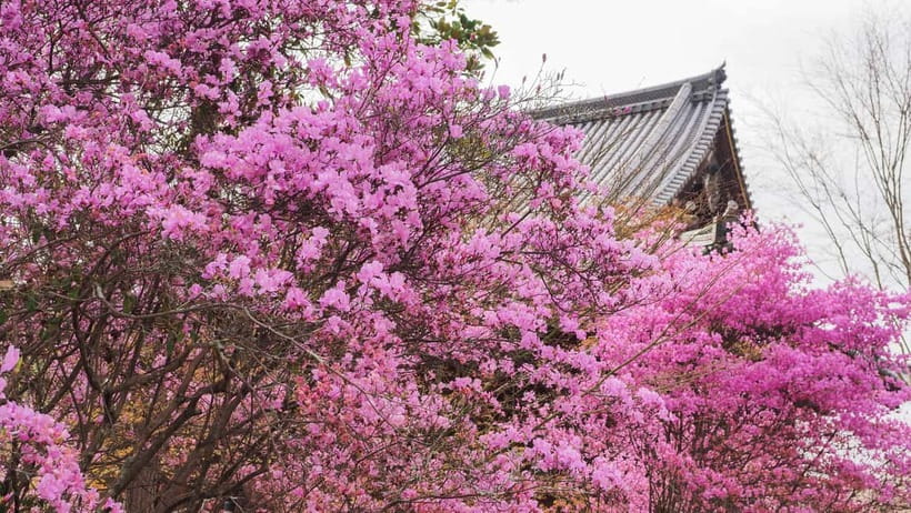 Kyoto: Ninnaji Temple Entry Ticket - Why Ninnaji feels different from central Kyoto temples