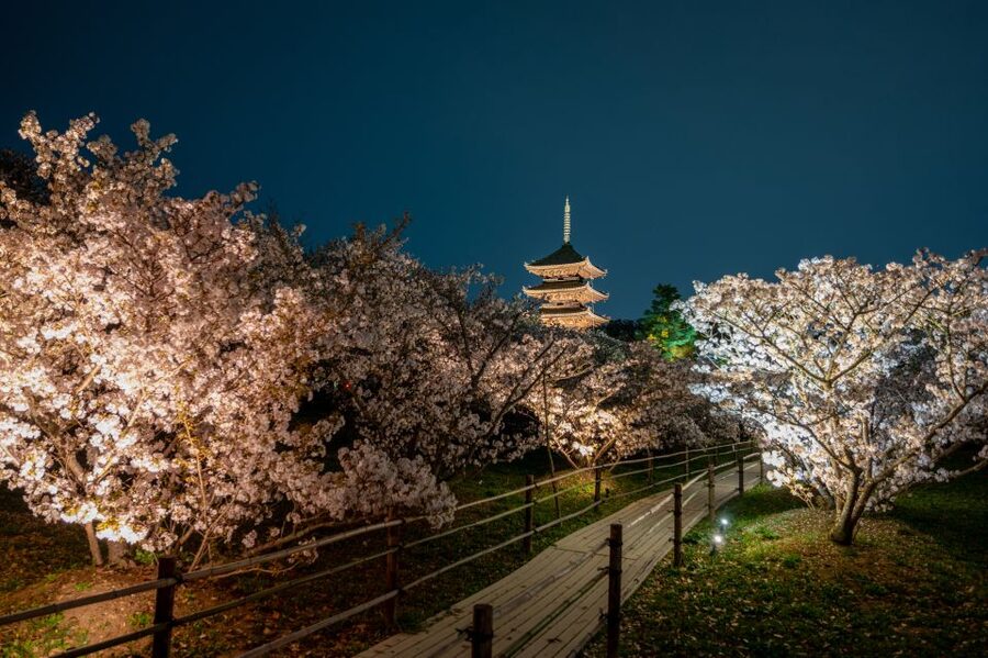 Kyoto: Ninnaji Temple Entry Ticket - How much value do you get for $5?