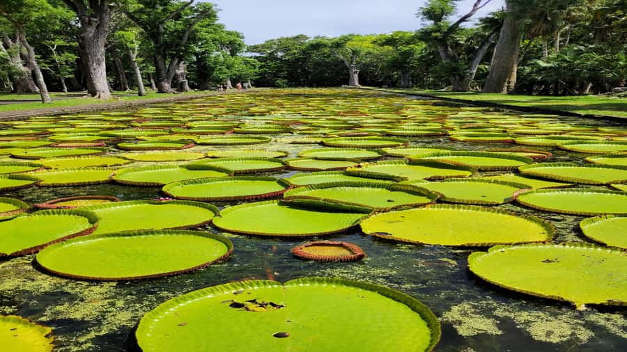 Mauritius: Northern Tour w/Port Louis Market, Temple & Beach - Port Louis Market: Start With Everyday Mauritius