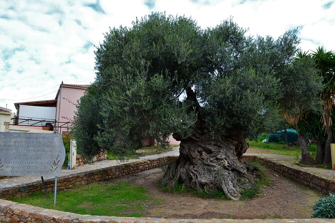 Monastery - Ancient Olive tree & Museum-Cretan Brewery Private Tour from Chania - Key points to know