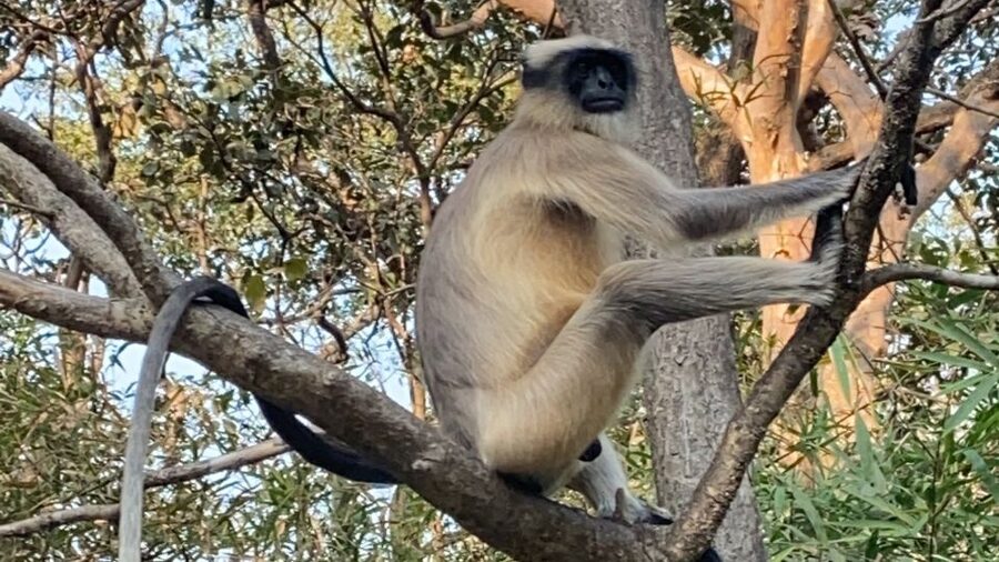 Mumbai: Kanheri Caves and The Golden Pagoda Temple - Time, transport, and comfort