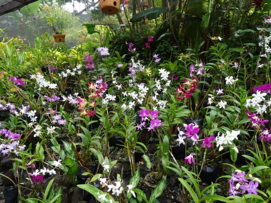 Nadi: Garden Village Hot Spring & Temple Highlights Tour - Tappoo and the town shopping stop