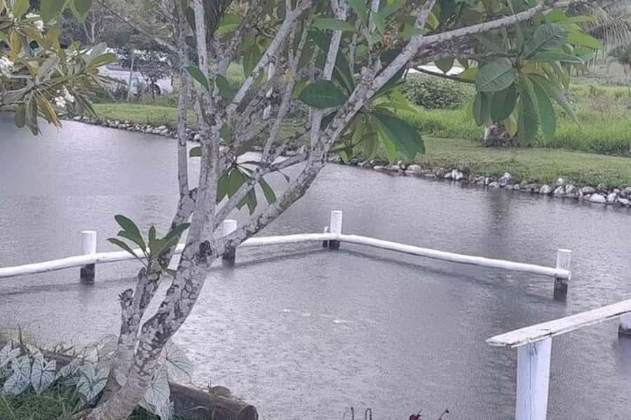 Nadi: Garden Village Hot Spring & Temple Highlights Tour - Transport, timing, and the practical details