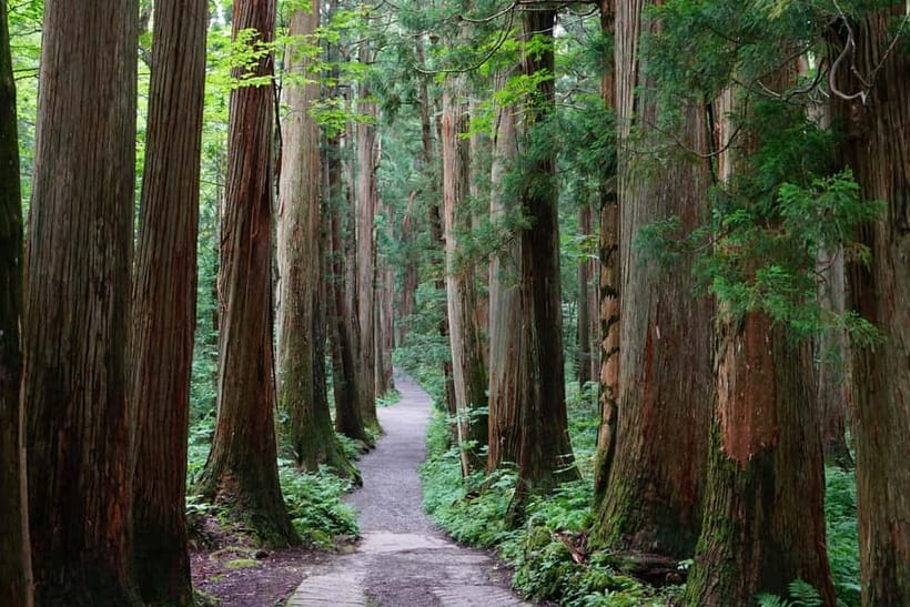 Nagano: Snow Monkeys & Togakushi Shrine Two-Spot in-One Day - Who should book this tour?