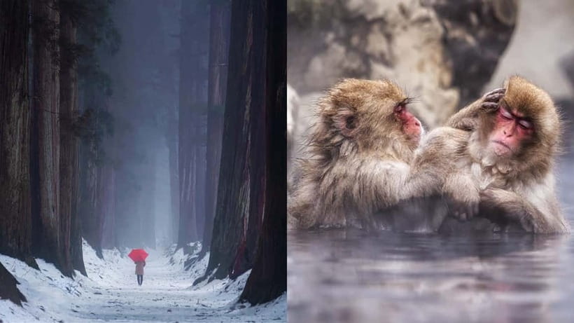 Nagano: Snow Monkeys & Togakushi Shrine Two-Spot in-One Day - Two very different sides of Nagano in eight hours