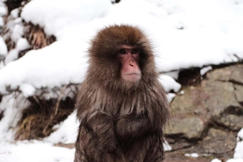 Nagano: Snow Monkeys & Togakushi Shrine Two-Spot in-One Day - Is $202 per person good value?