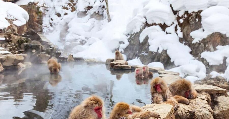 Nagano: Snow Monkeys, Zenko-ji Temple, and Lake Nojiri Tour - Key points to know before booking