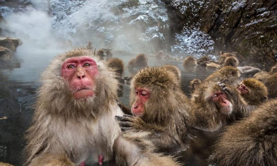 Nagano: Snow Monkeys, Zenko-ji Temple, and Lake Nojiri Tour - A private car makes Nagano easier