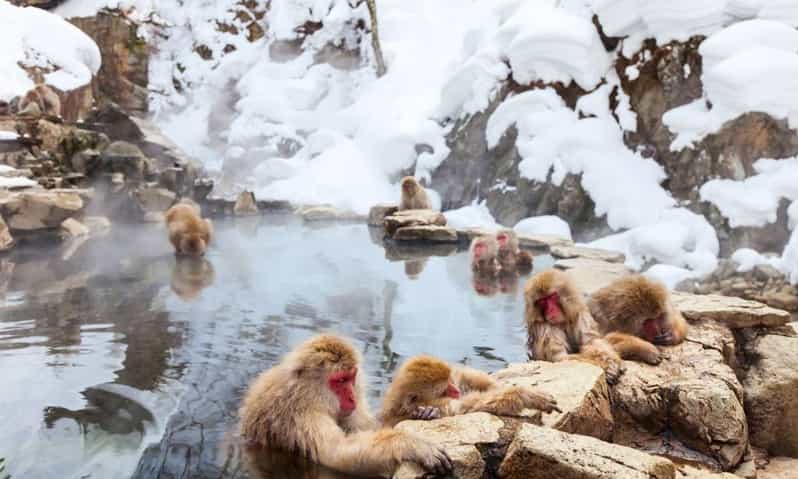 Nagano: Snow Monkeys, Zenko-ji Temple, and Lake Nojiri Tour - Zenko-ji Temple and Nagano’s spiritual center