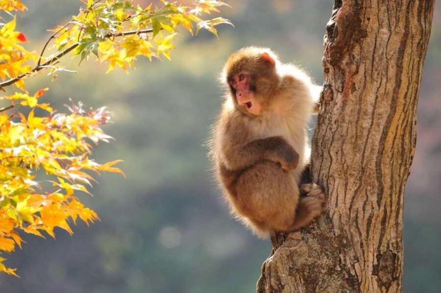 Nagano: Snow Monkeys, Zenkoji Temple & Sake Day Trip - Zenkoji Temple, Nagano’s cultural center