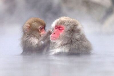 Snow Monkeys, Zenkoji Temple & Sake Day Trip
